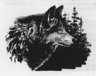 wolf image