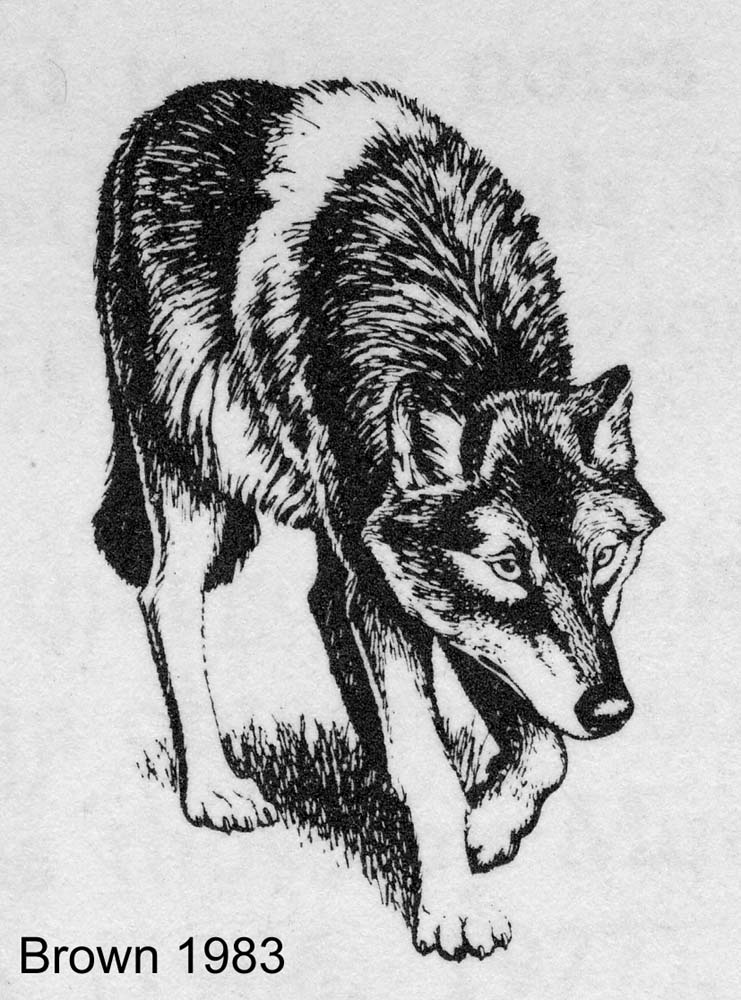 wolf image