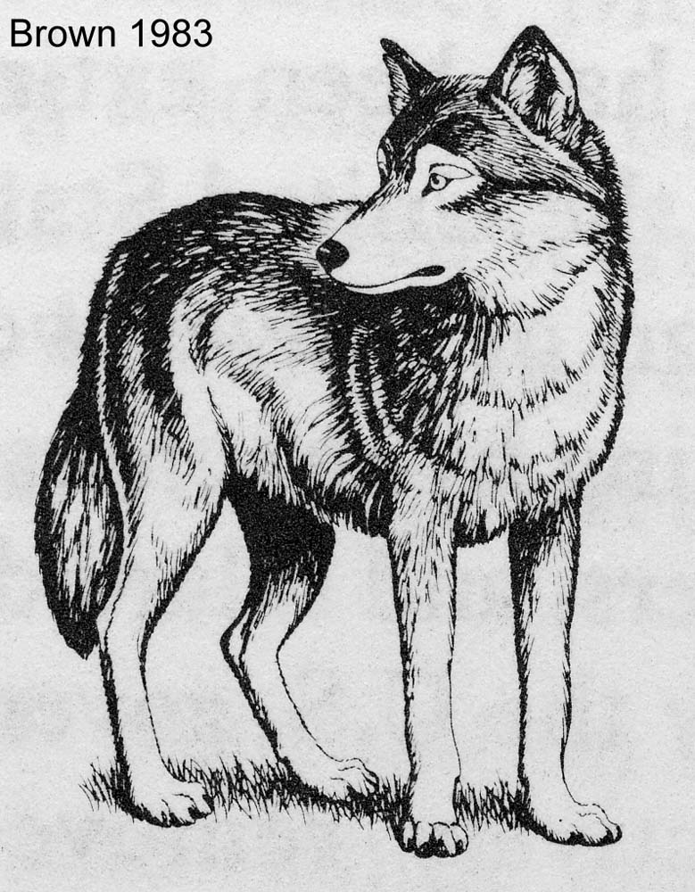 wolf image