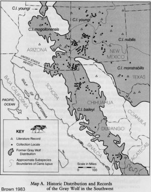 gray wolf range